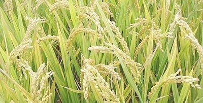 ���Aȫ��(gu��)���N������ȫ�����ϴ����r(n��ng)�Y����(y��ng)