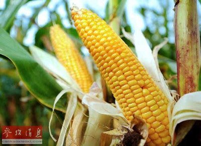 �ٷ�����Ƿ��D����N�ӣ��I�ȣ��@���D�������׮a�I���������C