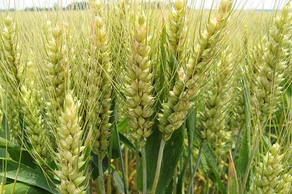 ��(gu��)�ҽy(t��ng)Ӌ(j��)�֣�ȫ��(gu��)��С�����N��e3.31�|��