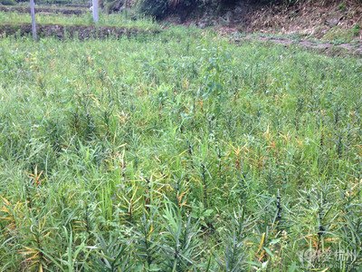 ����Ӆ^(q��)�S���(zh��n)���M(f��i)�l(f��)�������ЙC(j��)��׌�ٺϳ��ϡ��I(y��ng)�B(y��ng)�͡�