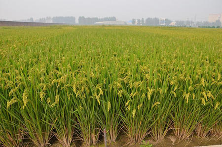 �󴺼Zʳ���a�u��߷� �Ĵ�ʡˮ���������ѳ�������һ��