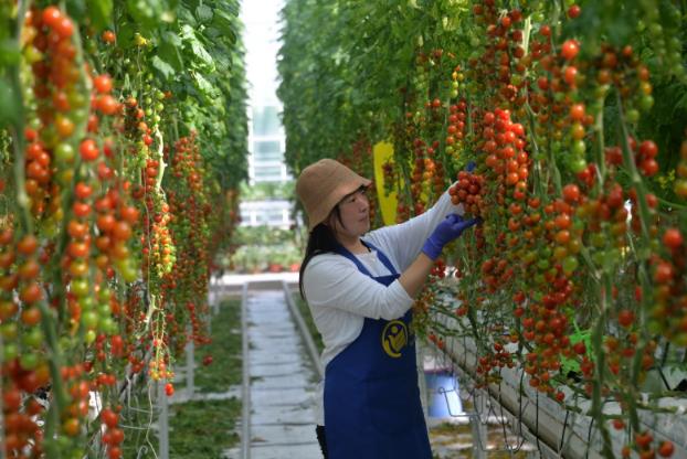 ��(sh��)���fԒ���r(n��ng)�Y�a(ch��n)Ʒ����(y��ng)���ٻ֏�(f��)