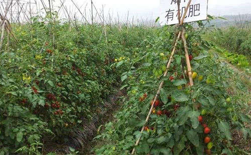 �ИI�ֻ��lչ���ЙC����I����Ҝʶ�λ��