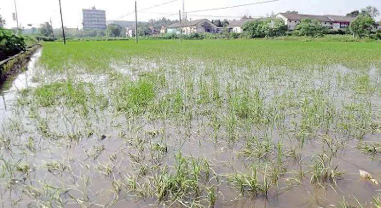 ����ӡ�l(f��)�ĺ��r(n��ng)�������a(ch��n)�֏ͼ��g(sh��)����