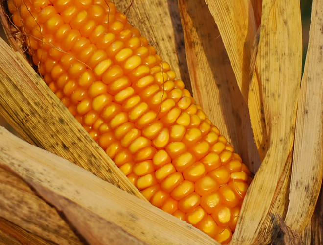 δ�����׃r������m�ߝq����2021��Nֲ�����Ƿ�ץ�X