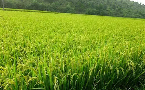 �����������҇��ЙC΢������N���������ƽ�����L18.4%��