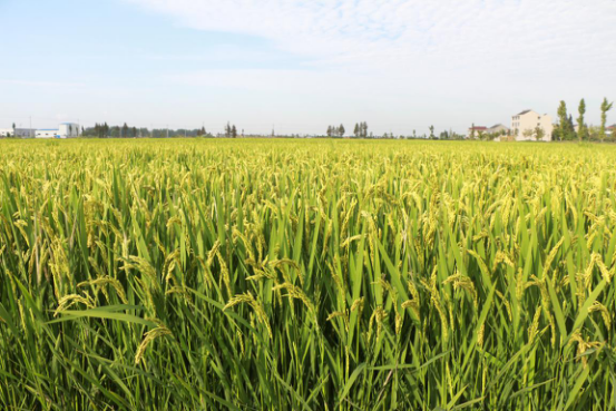 ���r���r��  �l��������(1)33.png