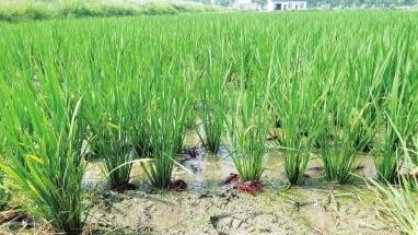 �fֲ����׌�r�ʵ���