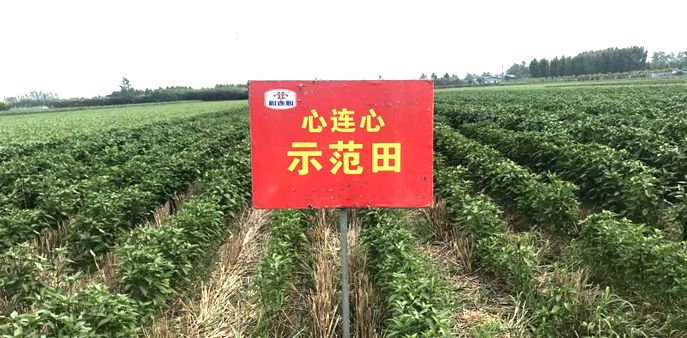 현ݶ��У������lչ�����B�ļ��F��ֲ��ͺϷ��N�����F����ʽ���L��